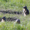California Ground Squirrel