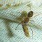 Spitting Spider with Prey