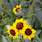 Golden Coreopsis