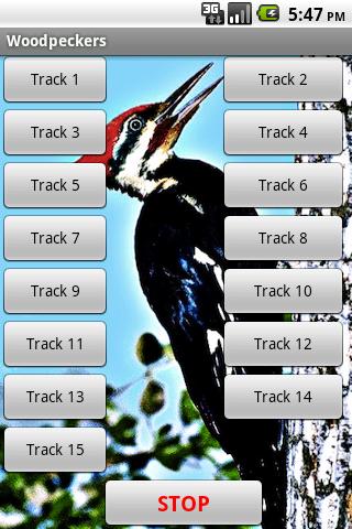 Woodpeckers-Bird Sound Effects