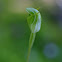 Short-eared Snail Orchid or Green Hood