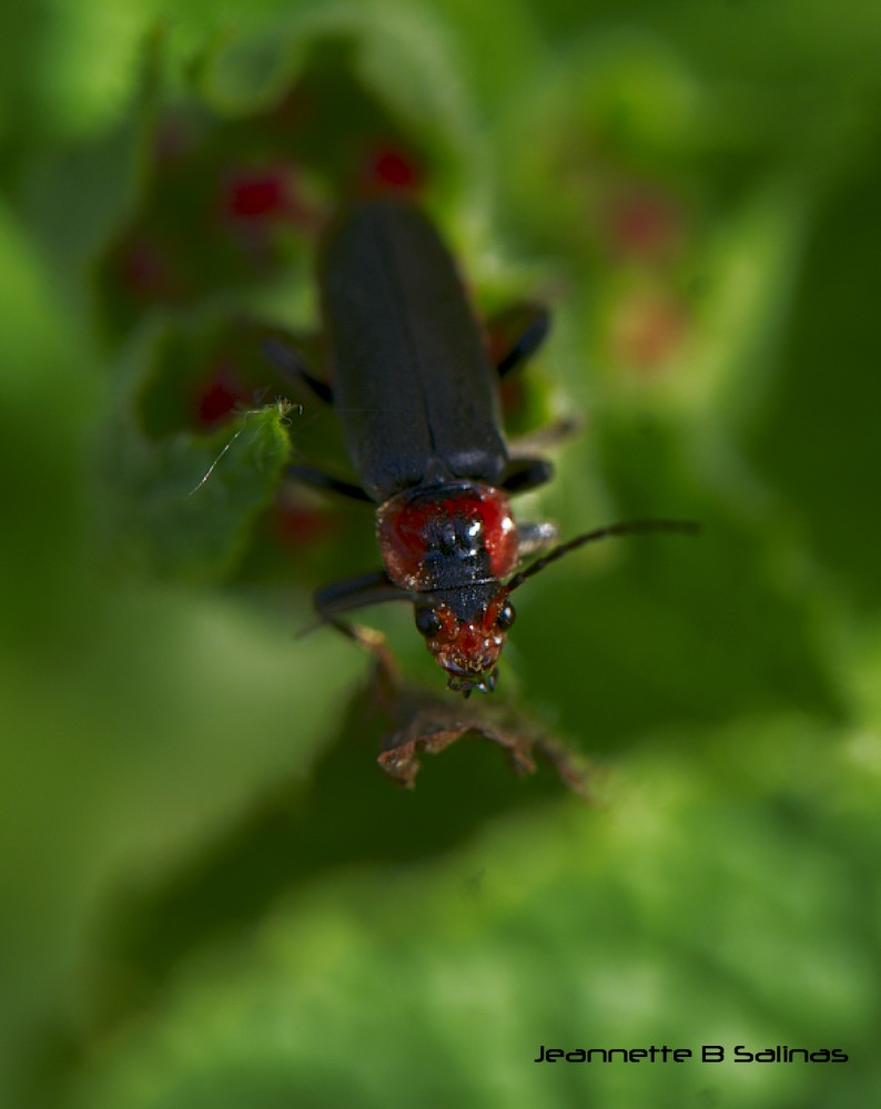 Soldier beetle
