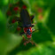 Soldier beetle