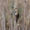 Great Reed Warbler; Carricero Tordal