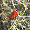 Northern Cardinal