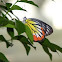 Common jezebel