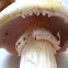  Spring Agaricus (Agaricus bitorquis)?