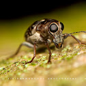 Fungus Weevil