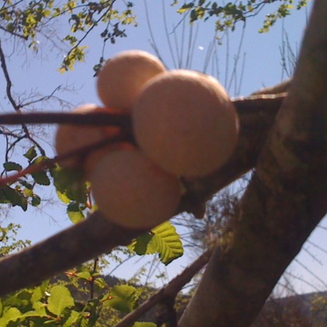 Spotting Image 1