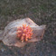 Oak Gall