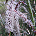 unknown reed