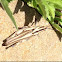 Brown Locust