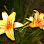 Day lily