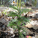 Ground cedar
