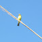 Grassland Yellow-finch