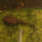 American Bullfrog Tadpole