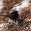 Common Blackbird - Kos černý