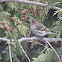 Pine Siskin