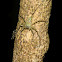 Lichen Huntsman Spider