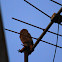 Little Owl