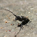 White Spotted Sawyer
