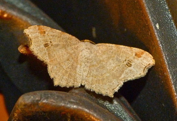 Spotting Image 1