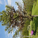 araucaria 