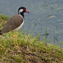 Red-wattled Lapwing