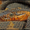 Broad-banded watersnake
