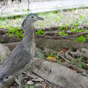 Malayan Night Heron