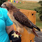 Red-Tailed Hawk