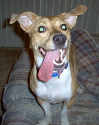 [pattontongue[3].jpg]