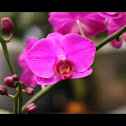Orchid