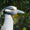 Yellow-crowned Night- Heron