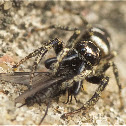 Jumping Spider