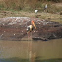 Painted Stork