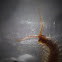 Brown Centipede