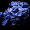 Plumbago