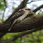 Laughing Kookaburra