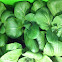 Bok choi