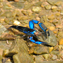 Fresh Water Shrimp