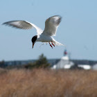 Forster's Tern