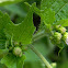 goatweed