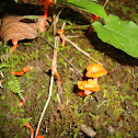 Mushroom