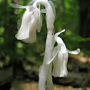 Indian Pipe