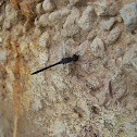Seaside Dragonlet