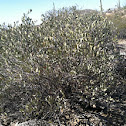 Jojoba