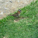 Copetón Común - Rufous-collared Sparrow