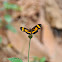 Elf Butterfly