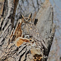 Great Horned Owl